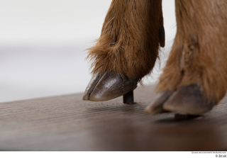 Deer doe foot hoof 0011.jpg